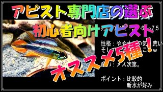 アピスト専門店が選ぶ初心者向けアピストTOP5！