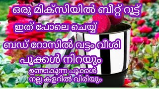 ഒരു മിക്സിയിൽ ബീറ്റ് റൂട്ട് ഇത് പോലെ ചെയ്യ്#ബഡ് റോസിൽ തുരു തുരാ പൂക്കൾ ഉണ്ടാവും# gardening tips