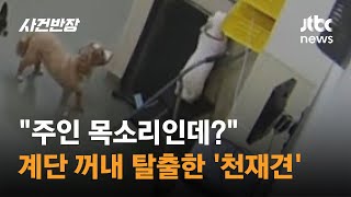 "주인 목소리인데?" 계단 꺼내더니 탈출한 '천재견' #글로벌픽 / JTBC 사건반장