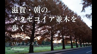 2024年12月6日｜滋賀・朝のメタセコイア並木を歩く