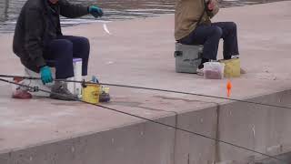 田辺市芳養（はや）内湾でサビキでアジ釣り　和歌山釣太郎