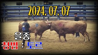 청도소싸움 2024.07.07 제8경기 을종 청범 / 토르