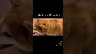 一緒に遊ぼう！っておもちゃを持ってきてくれました　#shiba #面白い犬 #dog #愛犬 #shibadog #pug #しばいぬ #柴犬 #黒パグ #pug #short #playing