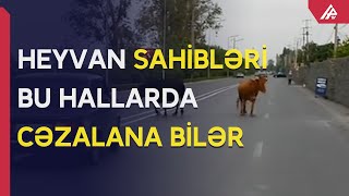 Heyvanlarla bağlı yol qəzalarında hansı tərəf necə cəzalandırılır? – APA TV