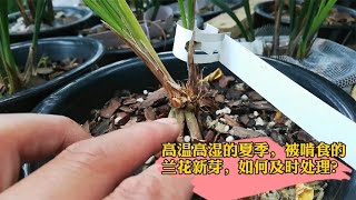 高温高湿的夏季，这样操作，可以防治兰花茎腐病和軟腐病的发生！