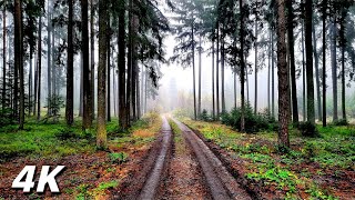 Foggy Afternoon Walk - Foggy Walk In The Moor ASMR 4k Without Music