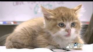 Uber Kittens!