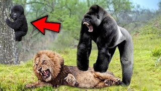 Hungry Lions Hunt A Baby Monkey What Happens Next Is Unbelievable