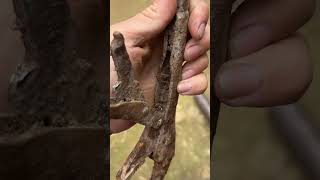 How I do electrolysis to remove rust 