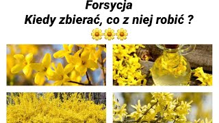 FORSYCJA. Kiedy zbierać i co z niej robić ? 🌼🌼🌼