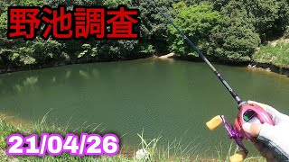 水が抜かれていない?のに何故か全く釣れない野池の調査(ﾟωﾟ)　21/04/26　バス釣り　岡山県   投稿後抜かれている事が判明壊滅的な状況で僅かに生き残った魚達が居る模様