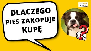 Dlaczego pies zakopuje kupę?