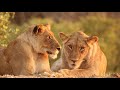 Mana Pools, a photographic paradise