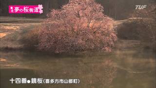 十四番●鏡桜