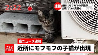 【猫ニュース】近所にモフモフの子猫が出現【2本立て】