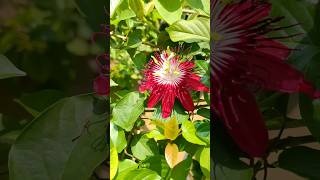 നിറം കണ്ട് കണ്ണടിച്ചു പോയി 😉💓❤️ Red Beauty, 🌿