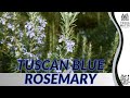 Growing TUSCAN BLUE ROSEMARY: Quick Tips for (Rosmarinus Officinalis)