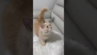 ハイタッチする猫 #cat #hifive  #ハイタッチ #catvideos #ねこ #ねこのいる生活 #猫動画 #猫のいる暮らし