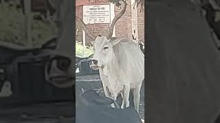 🤯 Cows in Rajasthan be like 😲 #rajasthan #cow #udaipur #driving #travel #india #car #rajasthani