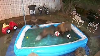 Bears Have Themselves a Pool Party || ViralHog
