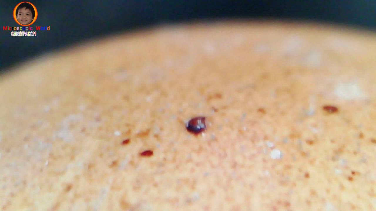 Eggshell Under The Microscope Youtube
