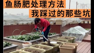 养花种菜最喜欢鱼肠肥，高磷高钾肥效好，制作方法一定要注意