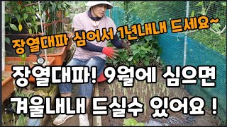 이것!!장열대파! 9월에 심으면 겨울내내 내년 까지도 먹을수 있어요~ #장열대파심는시기 #장열대파심는방법 #대파농사 #대파겨울에도먹는방법 #겨울나는대파 #장열대파1년내내먹는방법