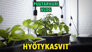 Hyötypuutarha parvekkeelle: kaikki kasvit heinäkuussa