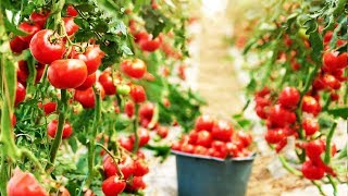 Amazing Greenhouse Tomatoes Farming - Greenhouse Modern Agriculture Technology