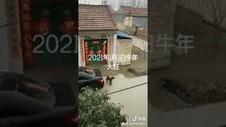 在家悠得无聊,跑到平屋顶上问问狗.今年旺不旺？