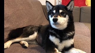 ひなの近況報告です。飼い主しゃべってます。黒柴犬の双子姉妹