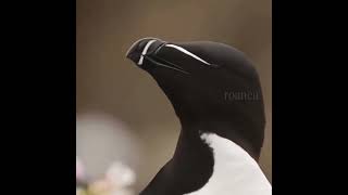 This is how Razorbill birds look like #shorts #cool #science