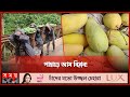 পাহাড়ে বাড়ছে রসালো আমের ফলন! | Mango Cultivation | Mango Season | Seasonal Fruits | Somoy TV