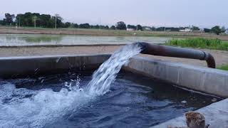 ਵੇਖੋ ਕਿਂਵੇ ਲਾਇਆ ਜਾਂਦਾ ਝੌਨਾ | ਖੇਤਾਂ ਦੇ ਨਜ਼ਾਰੇ | Rice Crops | Framing of Punjab