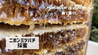 【養蜂】ニホンミツバチの採蜜/Honeybee