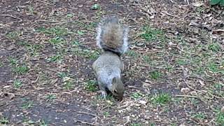 Grey Squirrel Foraging and Beautiful Bird Sounds.