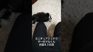 ミニチュアシュナウザーのマルくん　　　　#dog#miniature schnauzer#子犬#仔犬#愛犬家