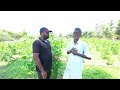 பட்டுப்புழு வளர்ப்பு sericulture method pattu pulu valarpu in tamil no money