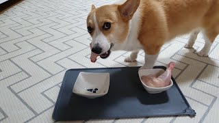 eng)무더위를 이겨낼 보양식만들기/강아지 영양식 만들기/강아지 삼계탕만들기/chicken stew for my dog/welshcorgi HODU