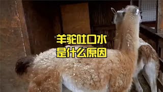 羊驼吐口水是什么原因