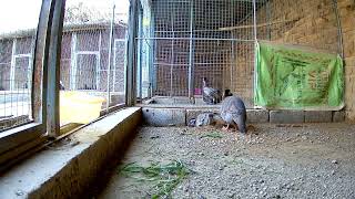 Arabian Partridges / Maskati Chukars Farming Feasiblity