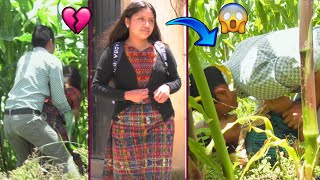 Mujer se Entrega ciegamente a un Hombre / En las Milpas 😭💔🌽