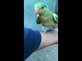 exotic tamed birds rock pebbler tamed female for sale at at pet store gurgaon