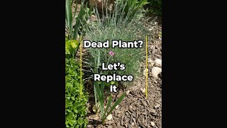 Dead Plant?  Let’s Replace It !