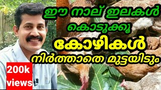 കോഴികൾ മഴക്കാലത്ത് മുട്ടയിടുന്നില്ലേ ഈ നാല് ഇലകൾ കൊടുക്കൂ മുട്ട ധാരാളം ലഭിക്കും/ egg production tips