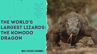 The World's Largest Lizards: The Komodo Dragon