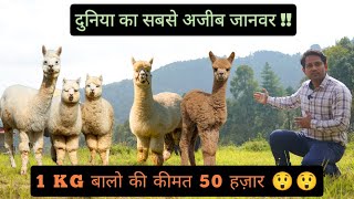 दुनिया का सबसे अजीब जानवर || 1 KG बालो की कीमत 50 हजार || Strange - Rare Animal || Hello Kisaan