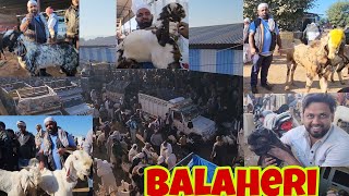 Balaheri Bakra Mandi Documentary Live Update | Shakeel Bhai Jaipur | Biggest Mandi Rajasthan.