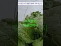 주말농장의하루 가을농사 겨울농사 갓 양평주말농장 부직포