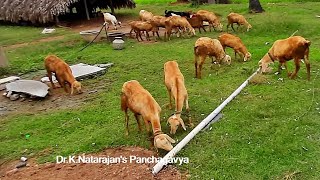 Panchagavya: Grazing sheep and goats | Goat breeding | sheep farming form village nature.